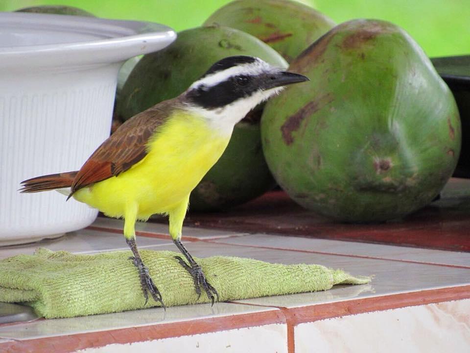 Casa Ballena Eco Hostel อูวีตา ภายนอก รูปภาพ